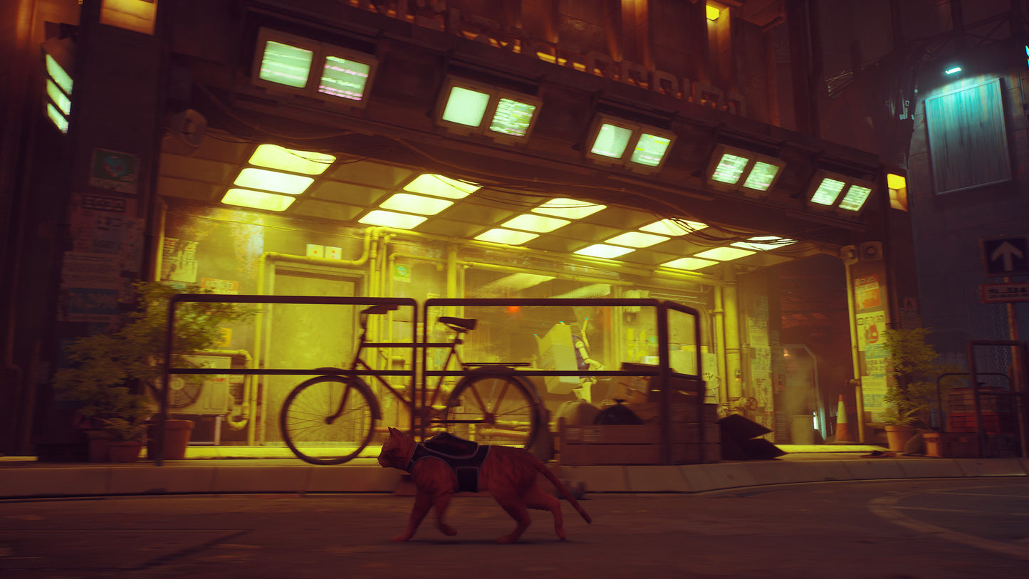 Stray (Steam)